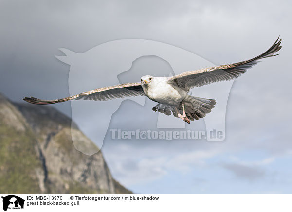 great black-backed gull / MBS-13970