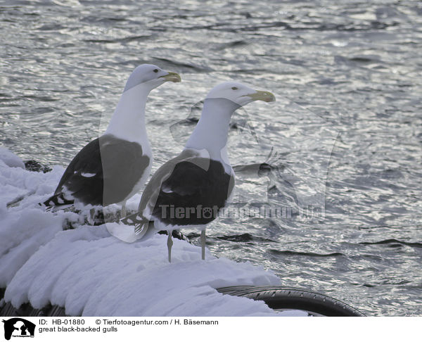 great black-backed gulls / HB-01880