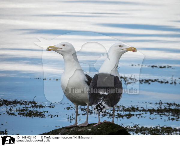 great black-backed gulls / HB-02146