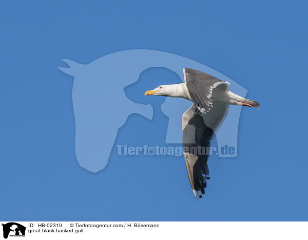 great black-backed gull / HB-02310