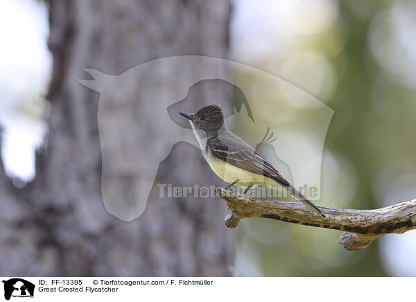 Great Crested Flycatcher / FF-13395