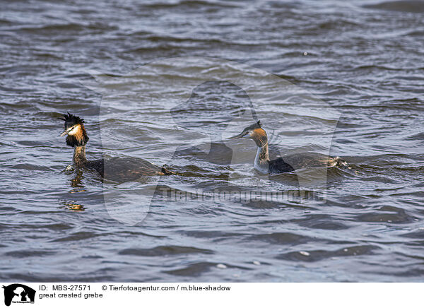 great crested grebe / MBS-27571