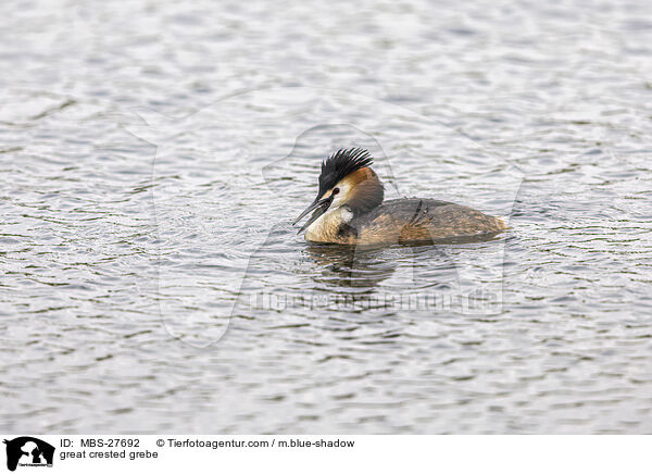 great crested grebe / MBS-27692