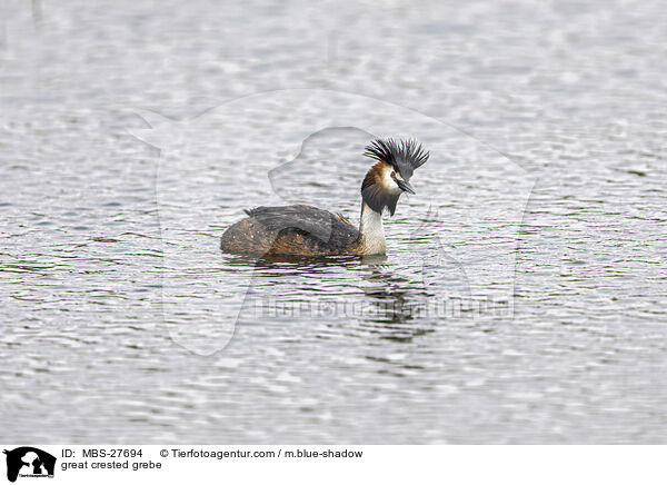 great crested grebe / MBS-27694