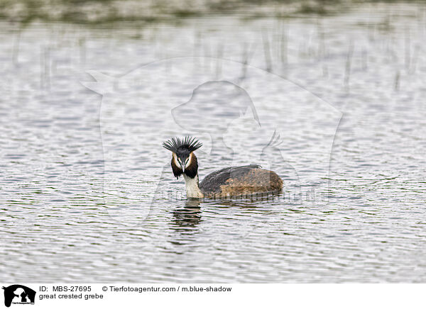 great crested grebe / MBS-27695