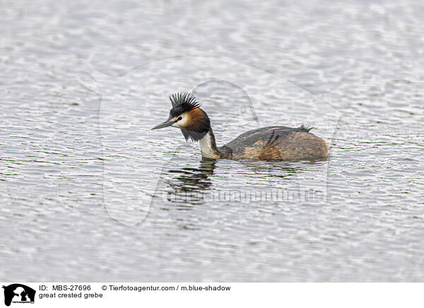 great crested grebe / MBS-27696