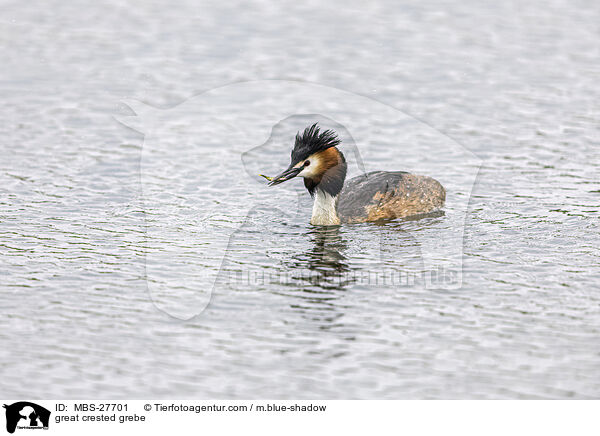 great crested grebe / MBS-27701