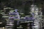 swimming Great Crested Grebes