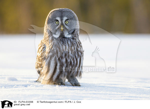 Bartkauz / great grey owl / FLPA-03398
