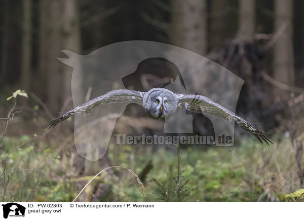 great grey owl / PW-02803