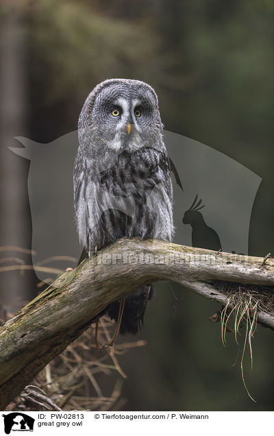 great grey owl / PW-02813