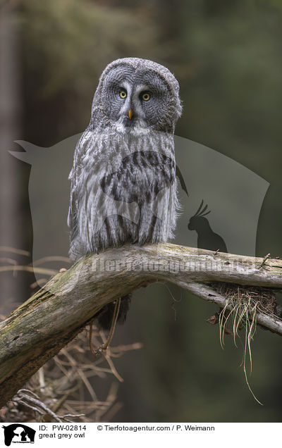 great grey owl / PW-02814