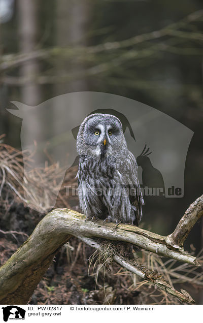 great grey owl / PW-02817