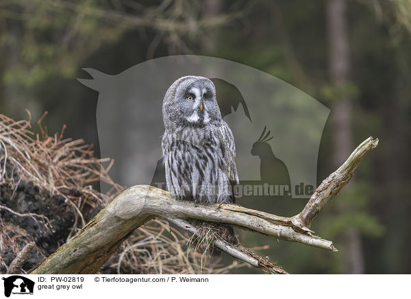 great grey owl / PW-02819