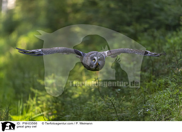 great grey owl / PW-03566