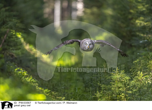 great grey owl / PW-03567