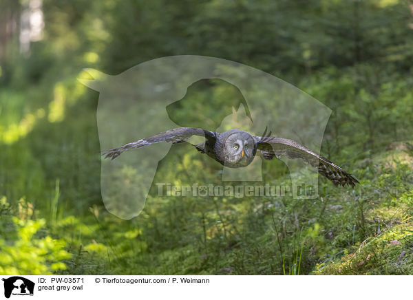 great grey owl / PW-03571