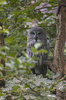 sitting Great Grey Owl