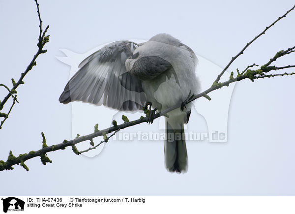 sitting Great Grey Shrike / THA-07436
