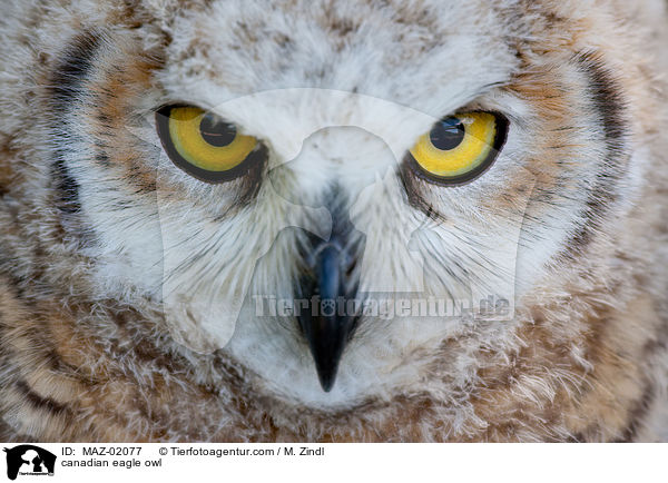 canadian eagle owl / MAZ-02077