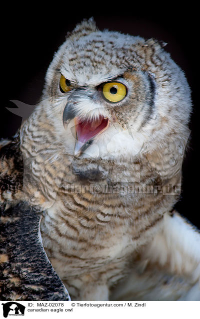 canadian eagle owl / MAZ-02078