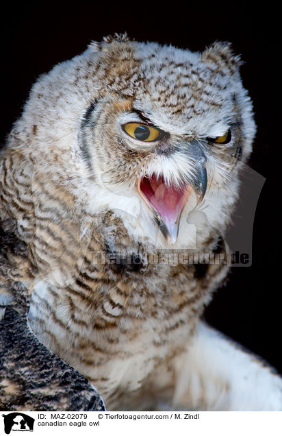 canadian eagle owl / MAZ-02079