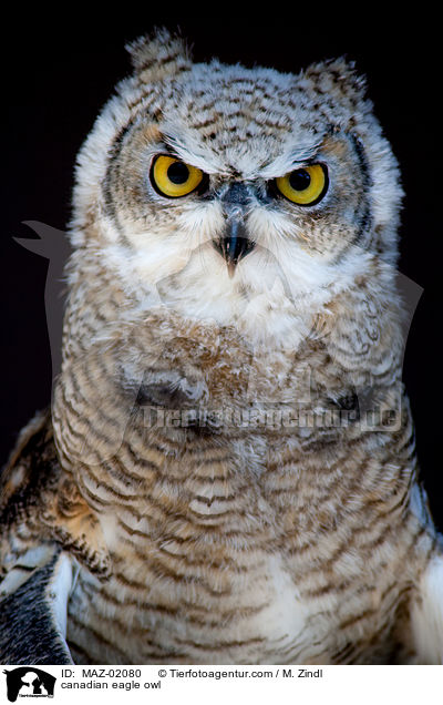 canadian eagle owl / MAZ-02080