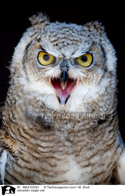 canadian eagle owl / MAZ-02081
