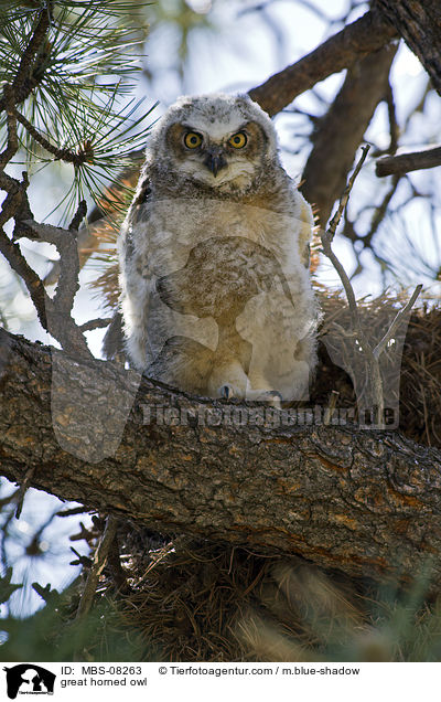 great horned owl / MBS-08263
