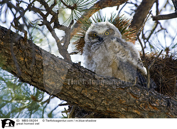 great horned owl / MBS-08264