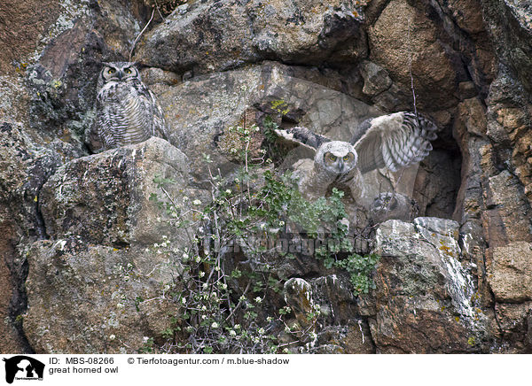 great horned owl / MBS-08266
