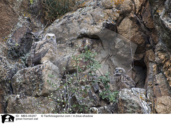 great horned owl / MBS-08267
