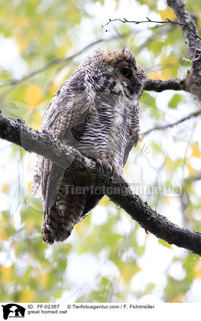 great horned owl / FF-02367
