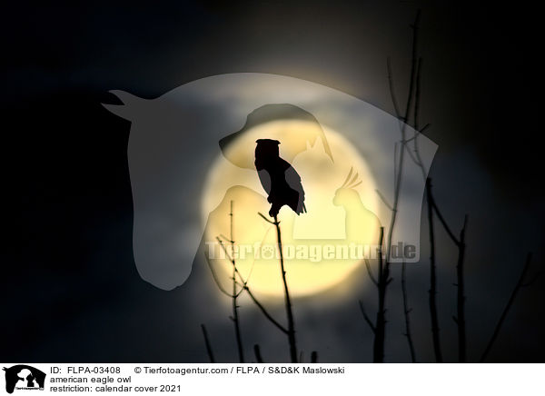 american eagle owl / FLPA-03408