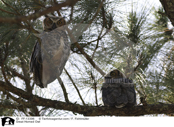 Great Horned Owl / FF-13396