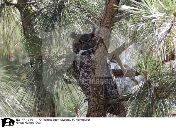 Virginia-Uhu / Great Horned Owl / FF-13401