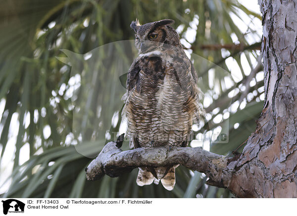Virginia-Uhu / Great Horned Owl / FF-13403
