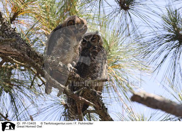 Virginia-Uhu / Great Horned Owl / FF-13405