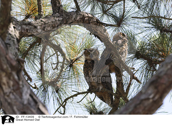 Great Horned Owl / FF-13409