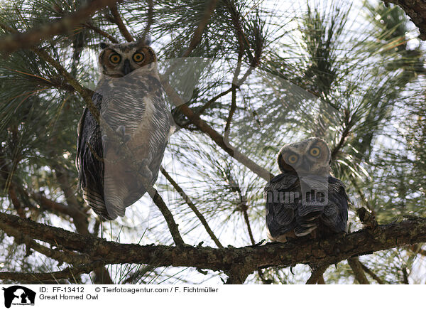 Virginia-Uhu / Great Horned Owl / FF-13412