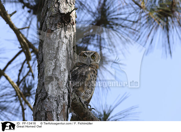 Virginia-Uhu / Great Horned Owl / FF-13416