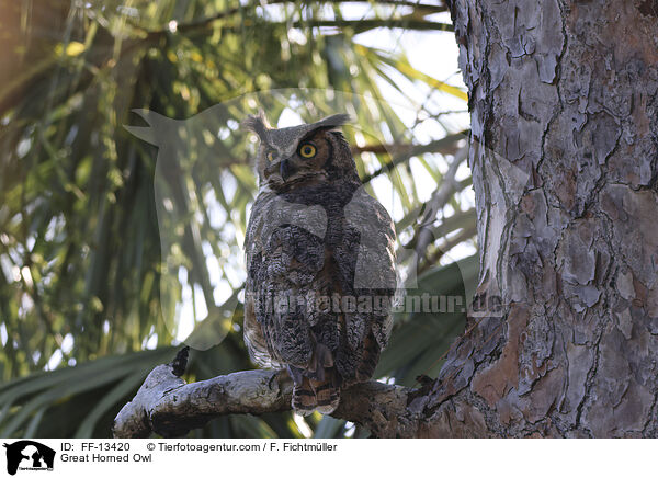 Virginia-Uhu / Great Horned Owl / FF-13420