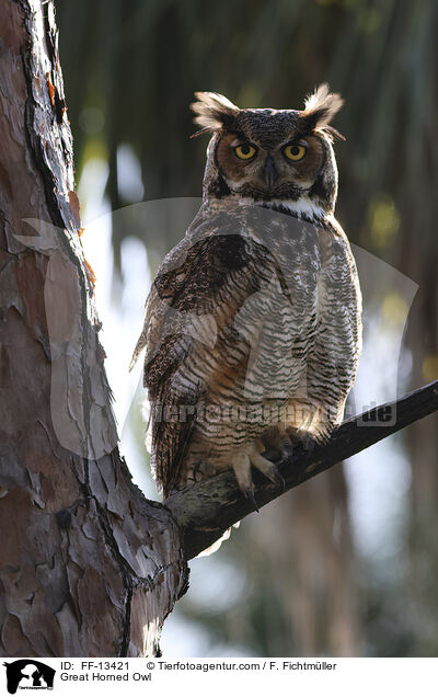 Virginia-Uhu / Great Horned Owl / FF-13421