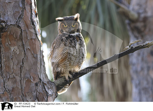 Great Horned Owl / FF-13423