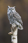 american eagle owl
