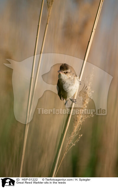 Great Reed Warbler sits in the reeds / HSP-01222