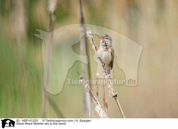 Drosselrohrsnger sitzt im Schilf / Great Reed Warbler sits in the reeds / HSP-01225