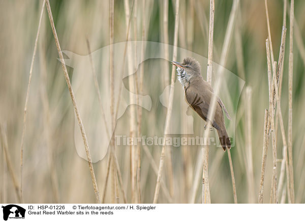 Great Reed Warbler sits in the reeds / HSP-01226
