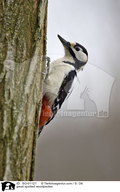 great spotted woodpecker / SO-01121