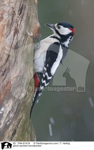 great spotted woodpecker / THA-01418